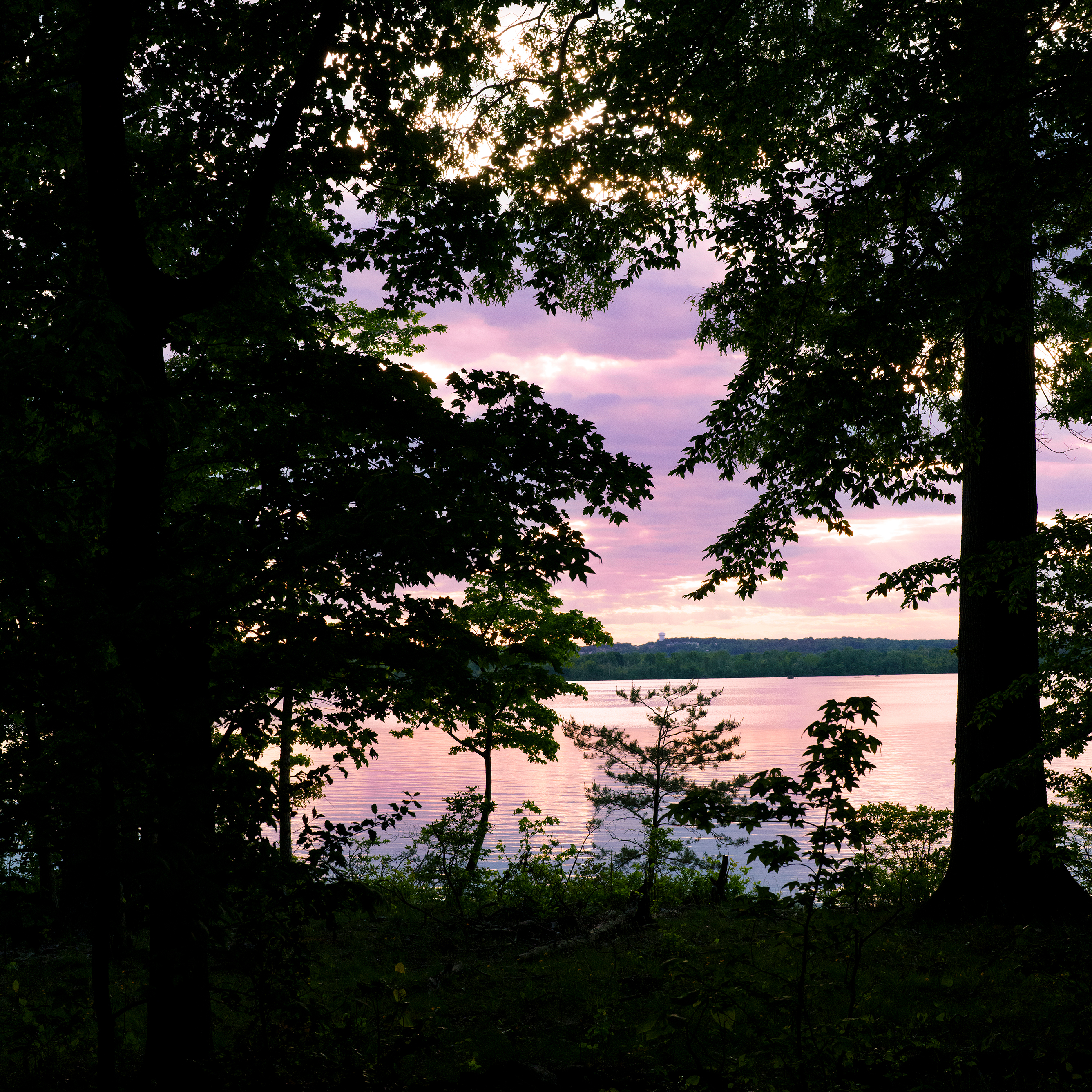 Waterfront Thru Trees